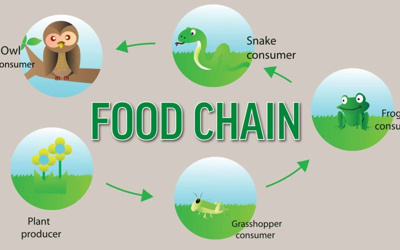 Difference Between a Food Chain and a Food Web