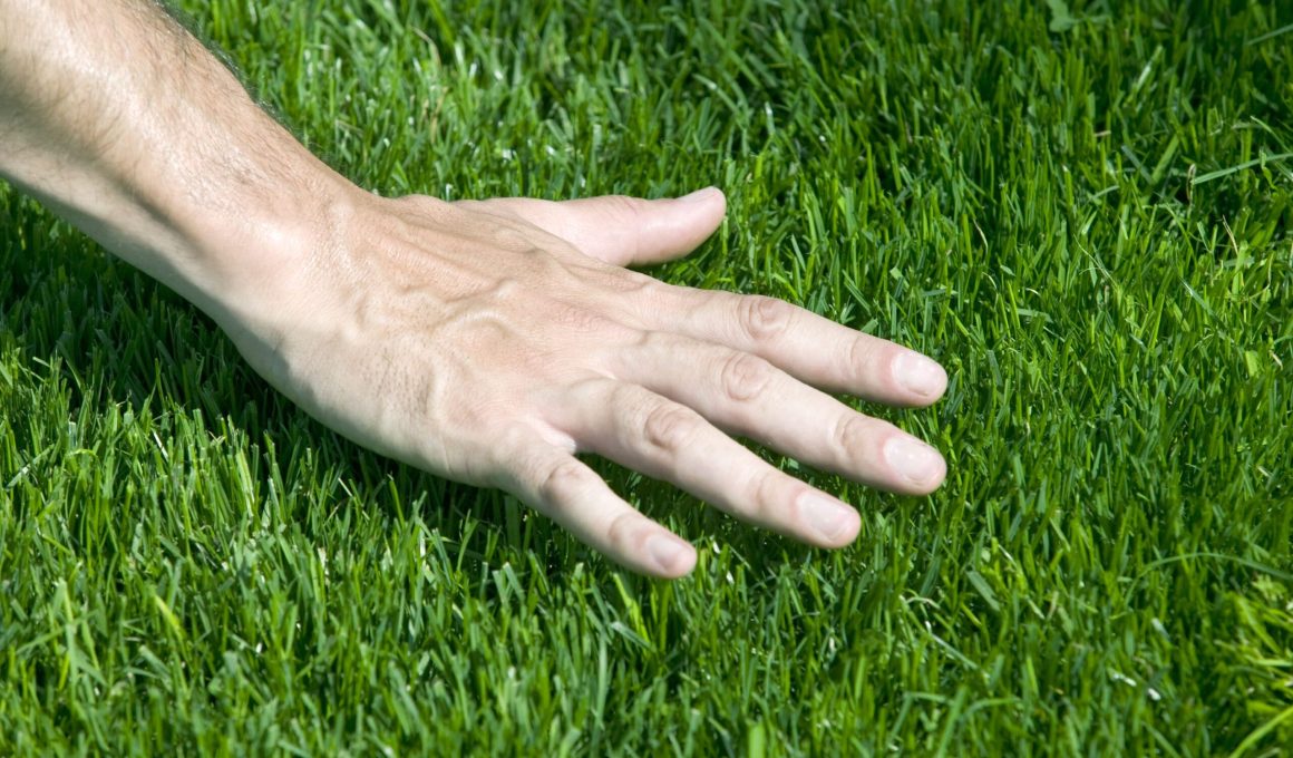 Different Types of Bermuda Grass