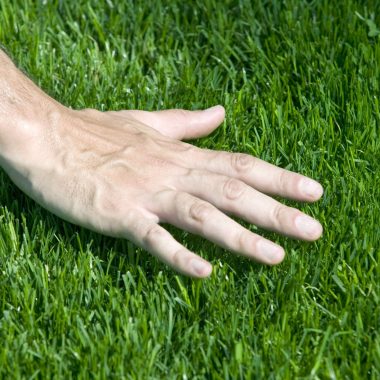 Different Types of Bermuda Grass