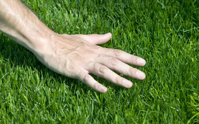 Different Types of Bermuda Grass