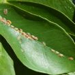 Different Types of Houseplant Bugs