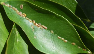 Different Types of Houseplant Bugs