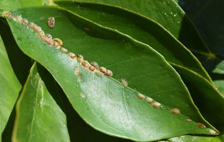 Different Types of Houseplant Bugs