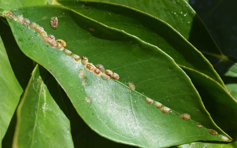 Different Types of Houseplant Bugs