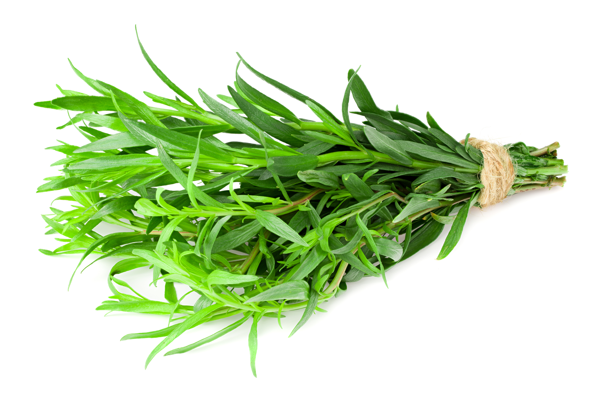 Tarragon