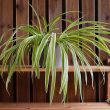 Types Of Spider Plants