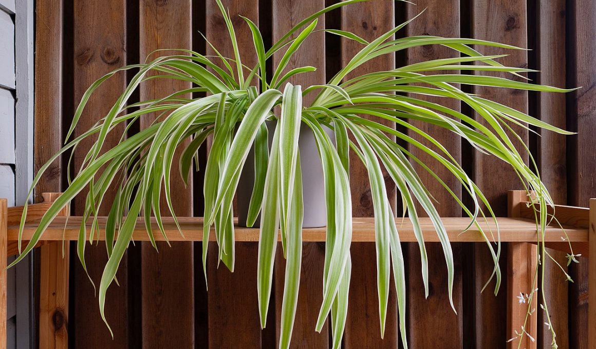 Types Of Spider Plants