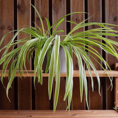 Types Of Spider Plants