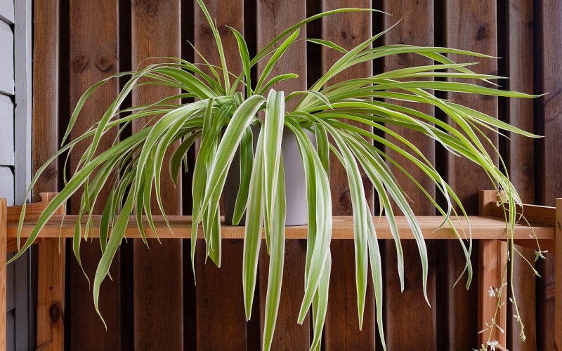 Types Of Spider Plants