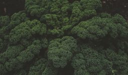 Broccoli Cooking Methods