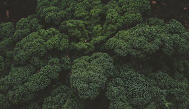 Broccoli Cooking Methods
