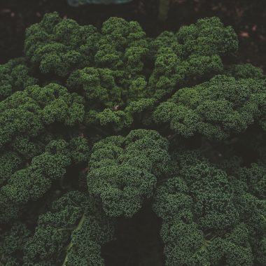 Broccoli Cooking Methods