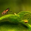 Common Houseplant Pests