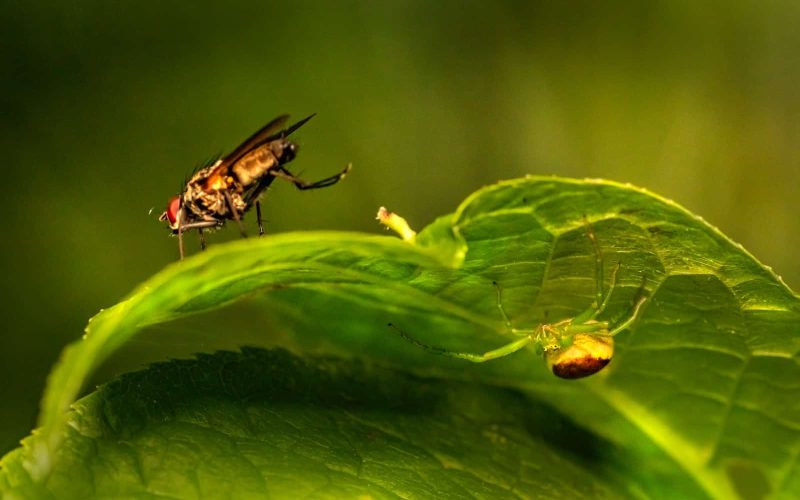 Common Houseplant Pests