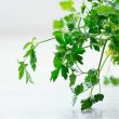 Difference Between Parsley and Coriander