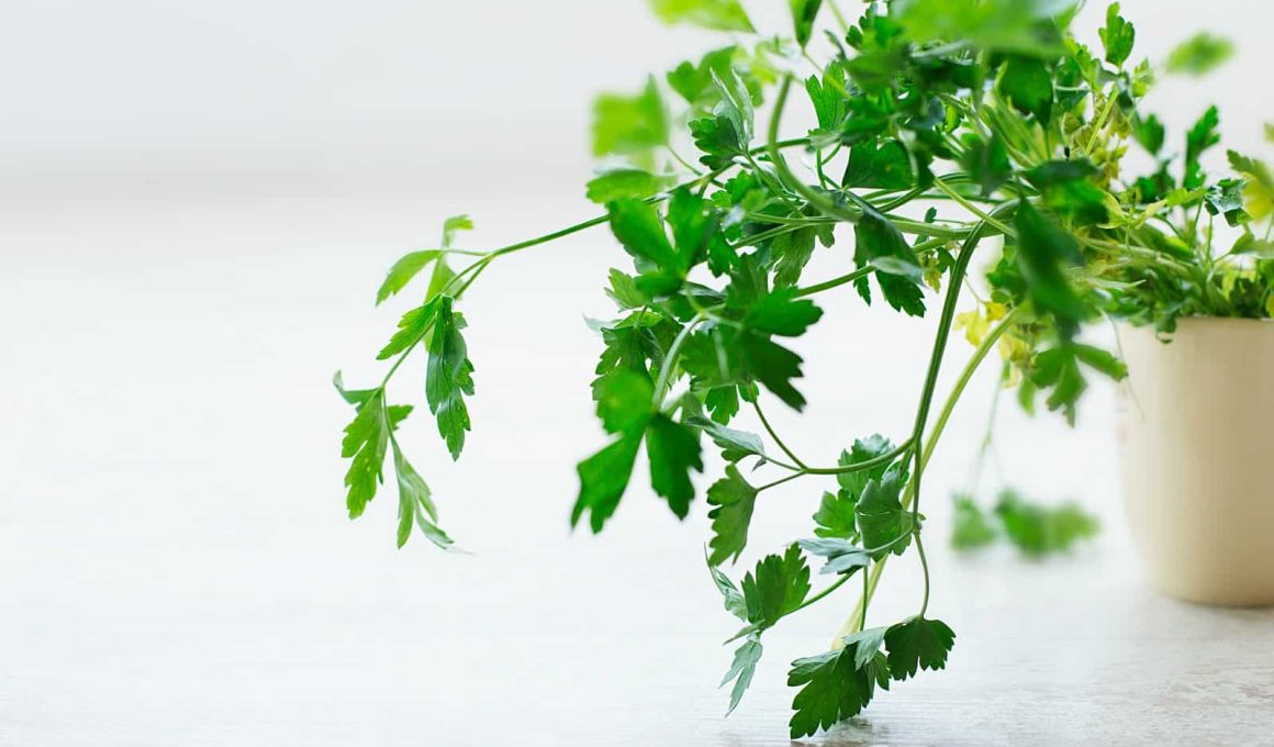 Difference Between Parsley and Coriander