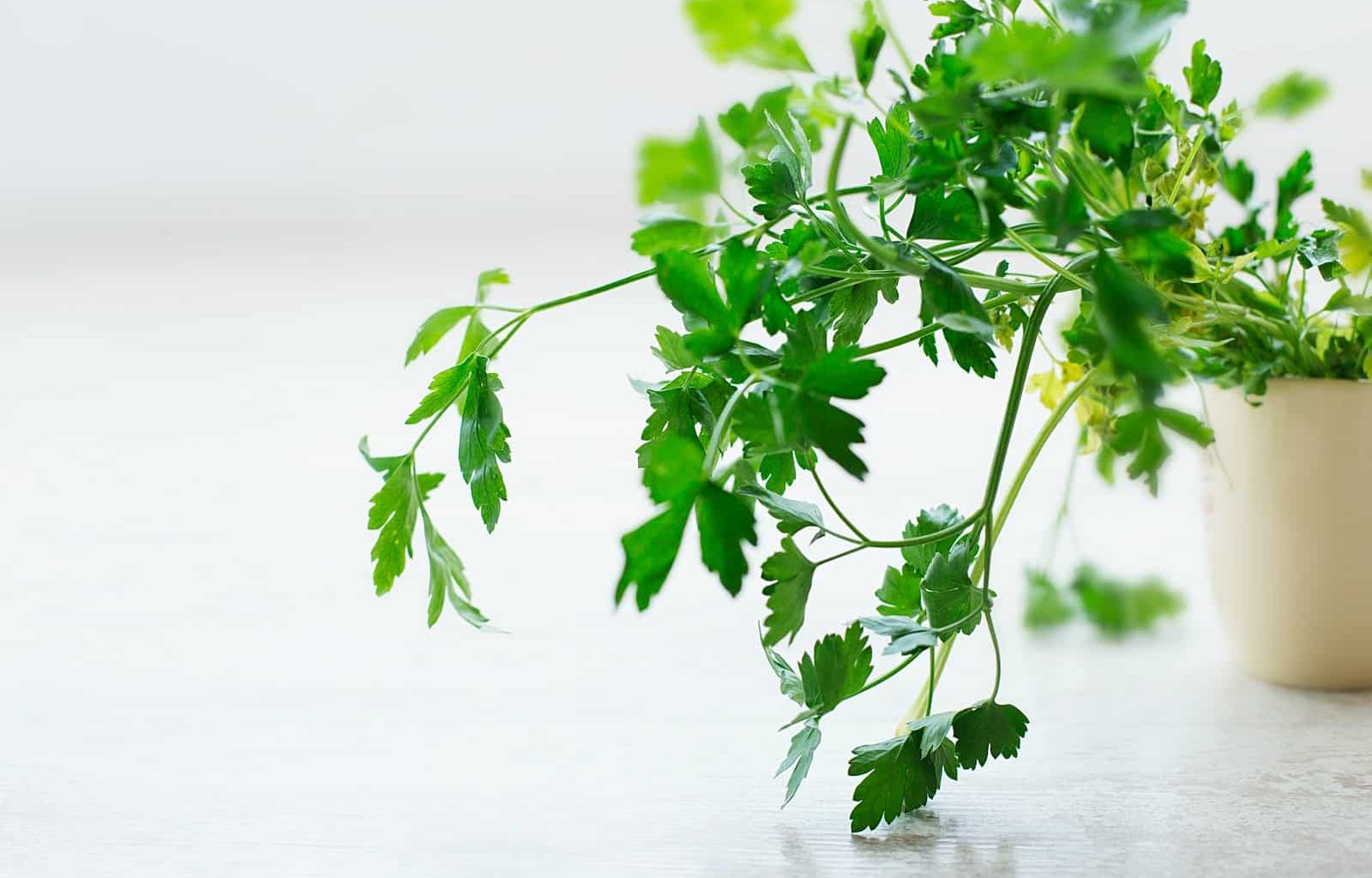 Difference Between Parsley and Coriander