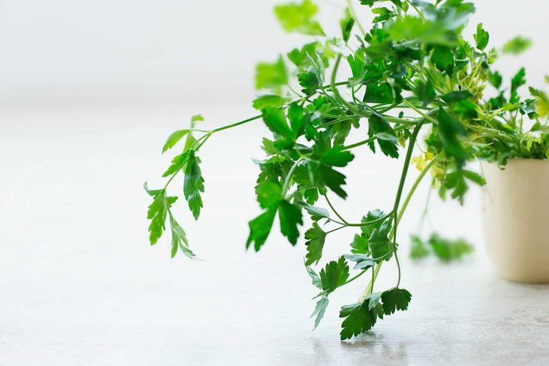 Difference Between Parsley and Coriander