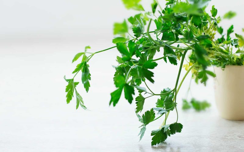 Difference Between Parsley and Coriander