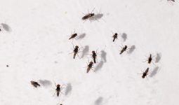 different types of Gnats
