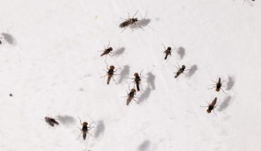 different types of Gnats