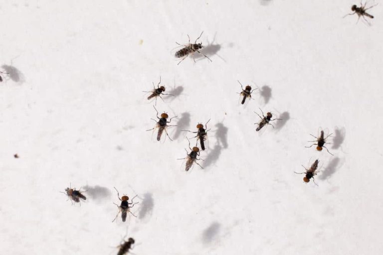 different types of Gnats
