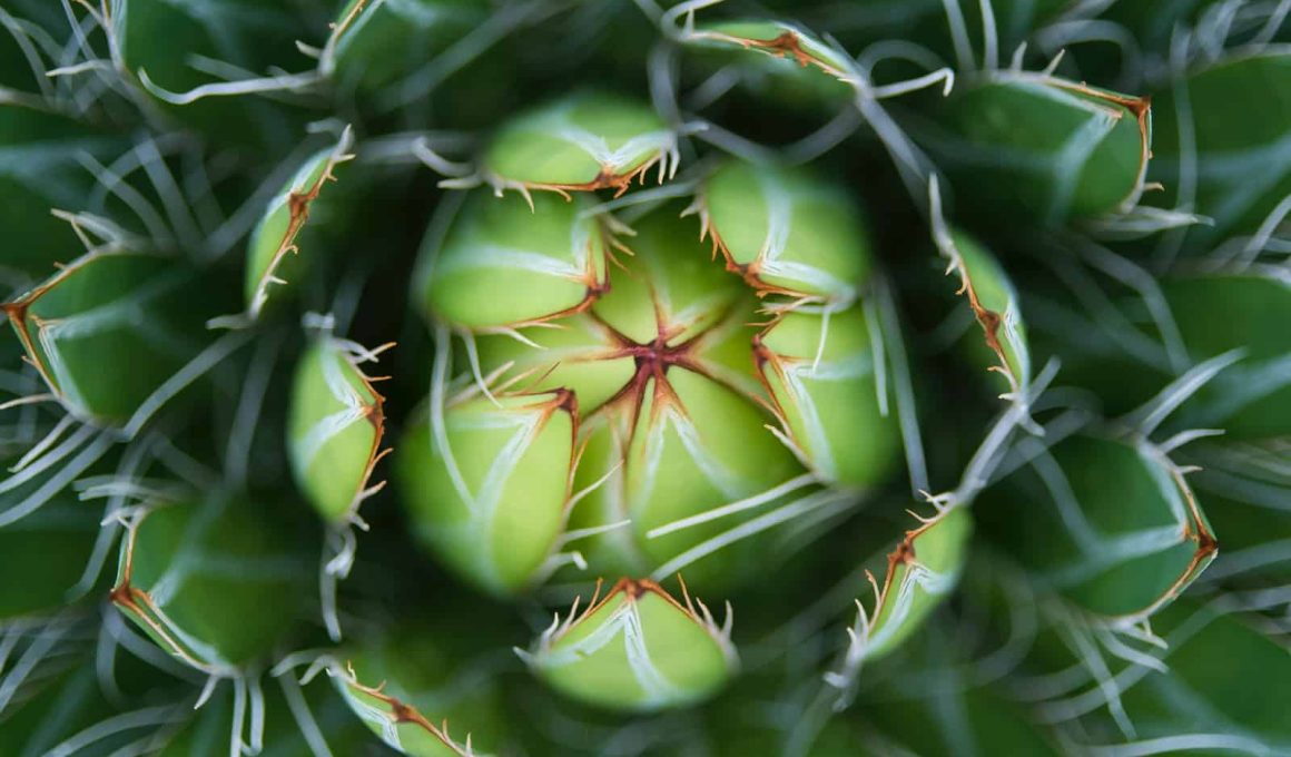 Different Types of Agave