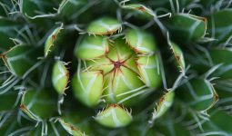 Different Types of Agave