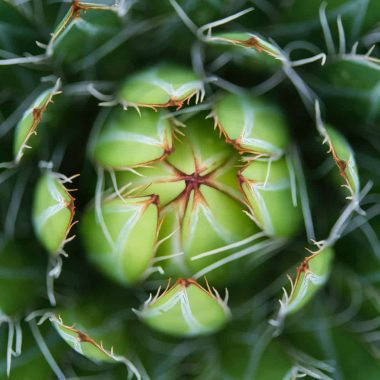 Different Types of Agave