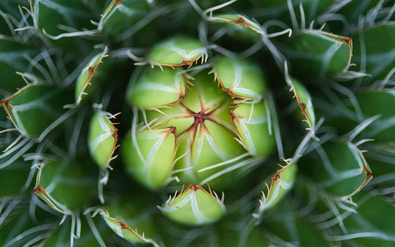 Different Types of Agave