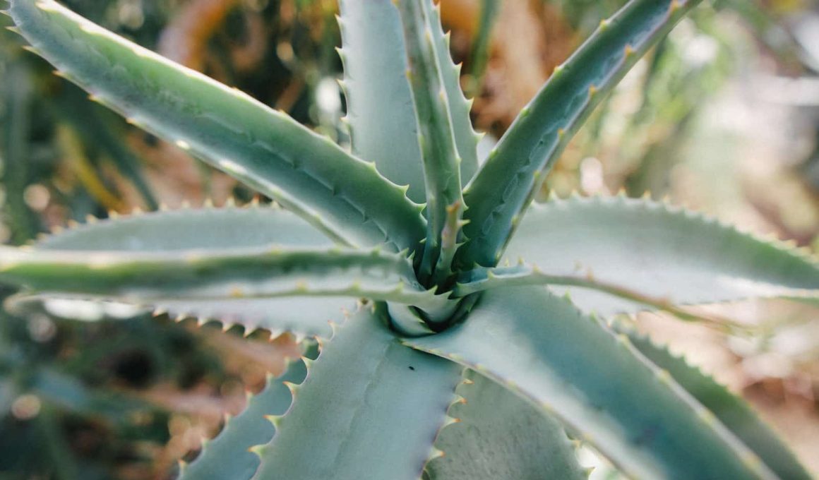 Different Types of Aloe Vera Plants