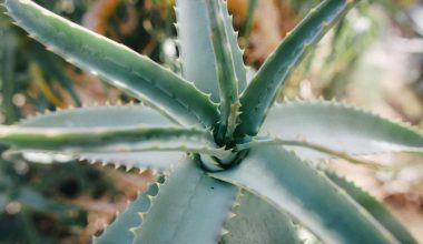 Different Types of Aloe Vera Plants