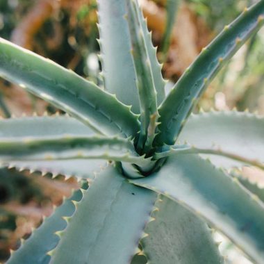 Different Types of Aloe Vera Plants