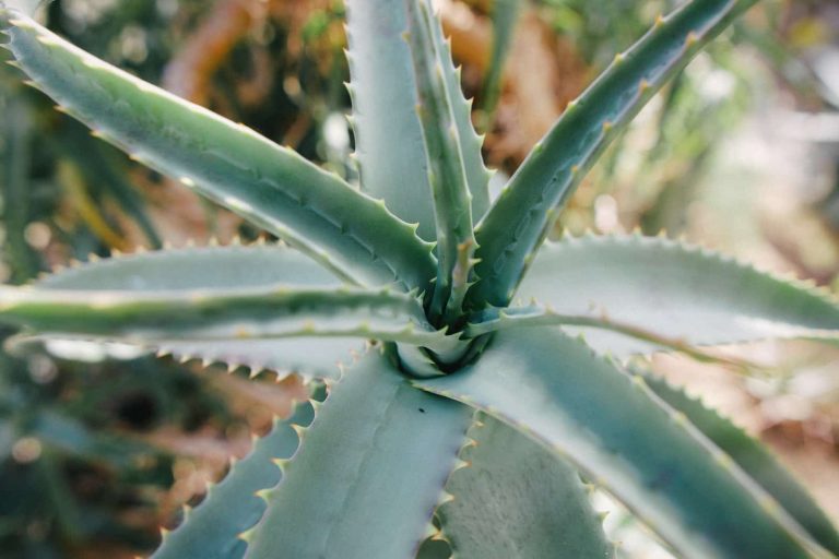 Different Types of Aloe Vera Plants