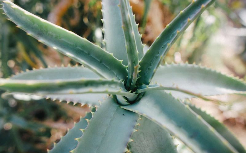 Different Types of Aloe Vera Plants