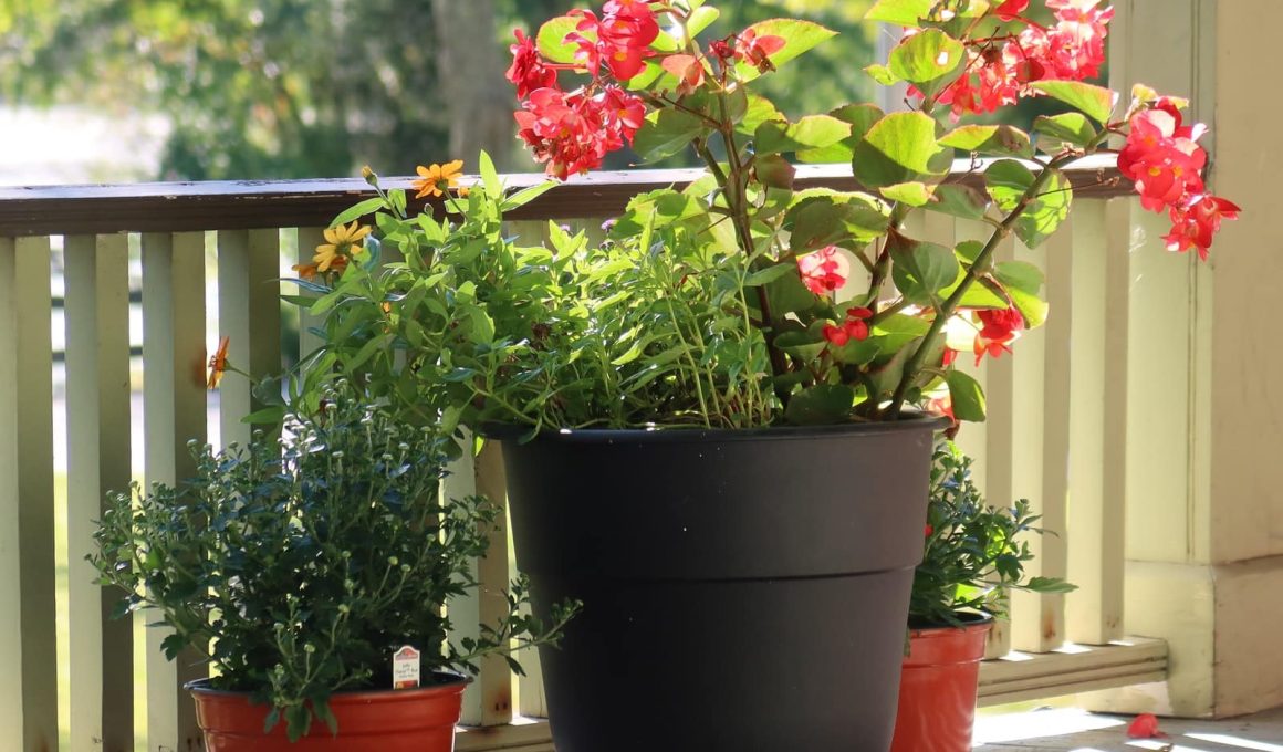 Different Types of Begonias Flowers