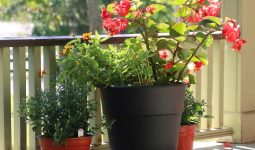 Different Types of Begonias Flowers
