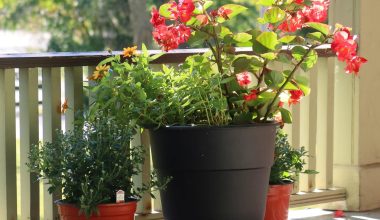 Different Types of Begonias Flowers