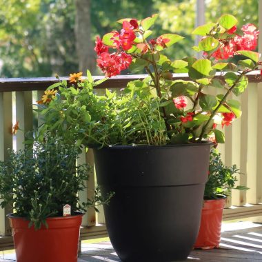 Different Types of Begonias Flowers