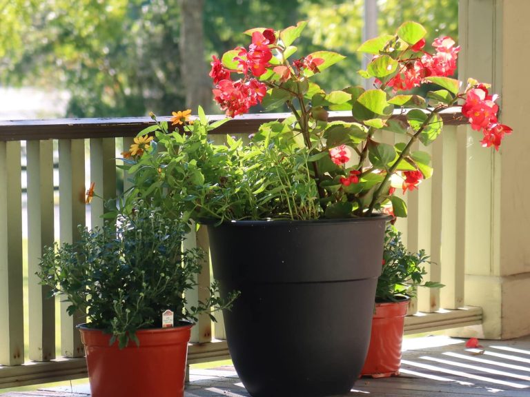 Different Types of Begonias Flowers