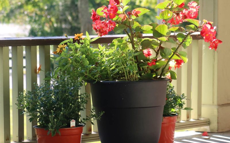 Different Types of Begonias Flowers