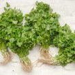 Different Types of Cilantro