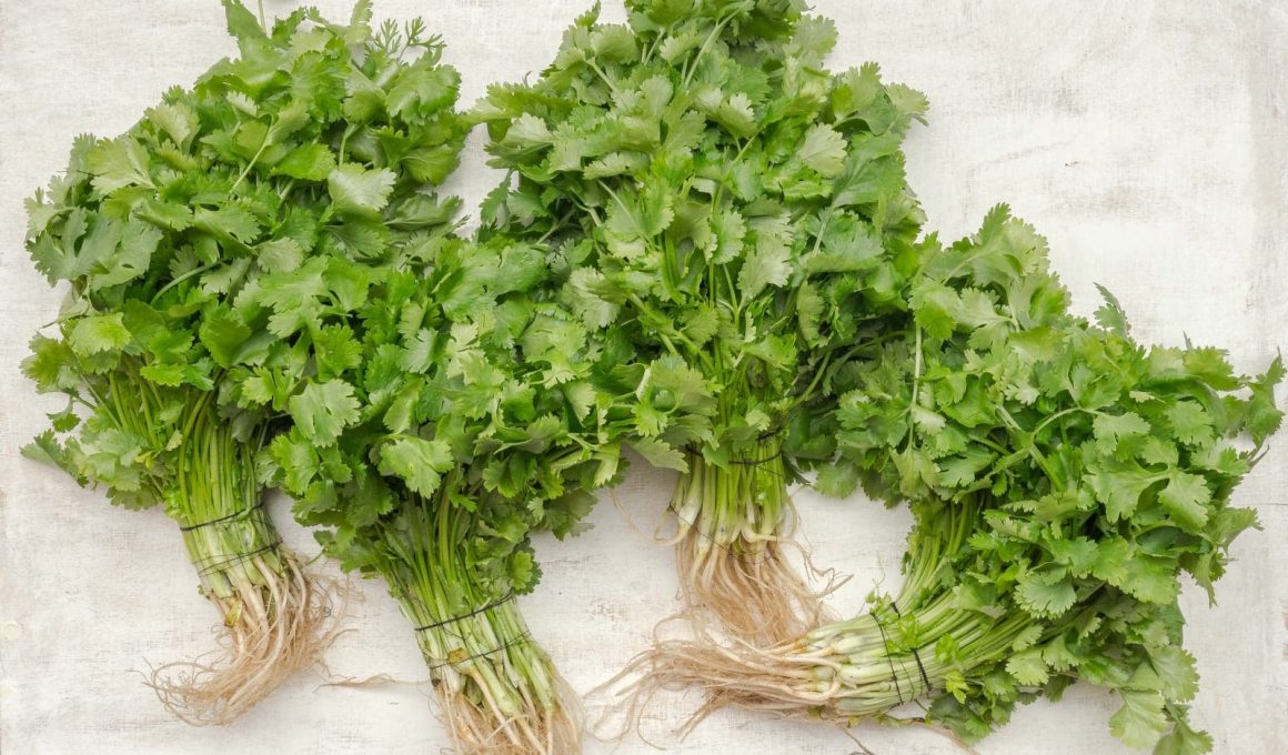 Different Types of Cilantro