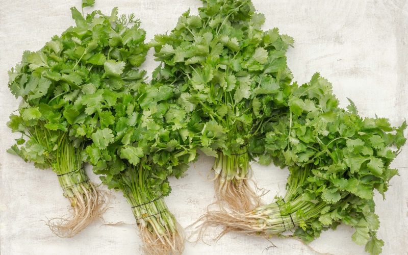 Different Types of Cilantro