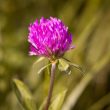 Different Types of Clover