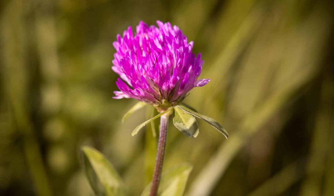 Different Types of Clover