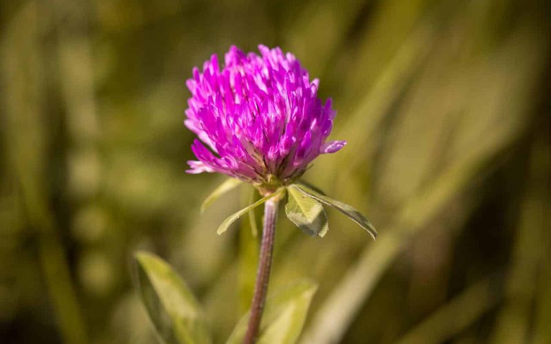 Different Types of Clover