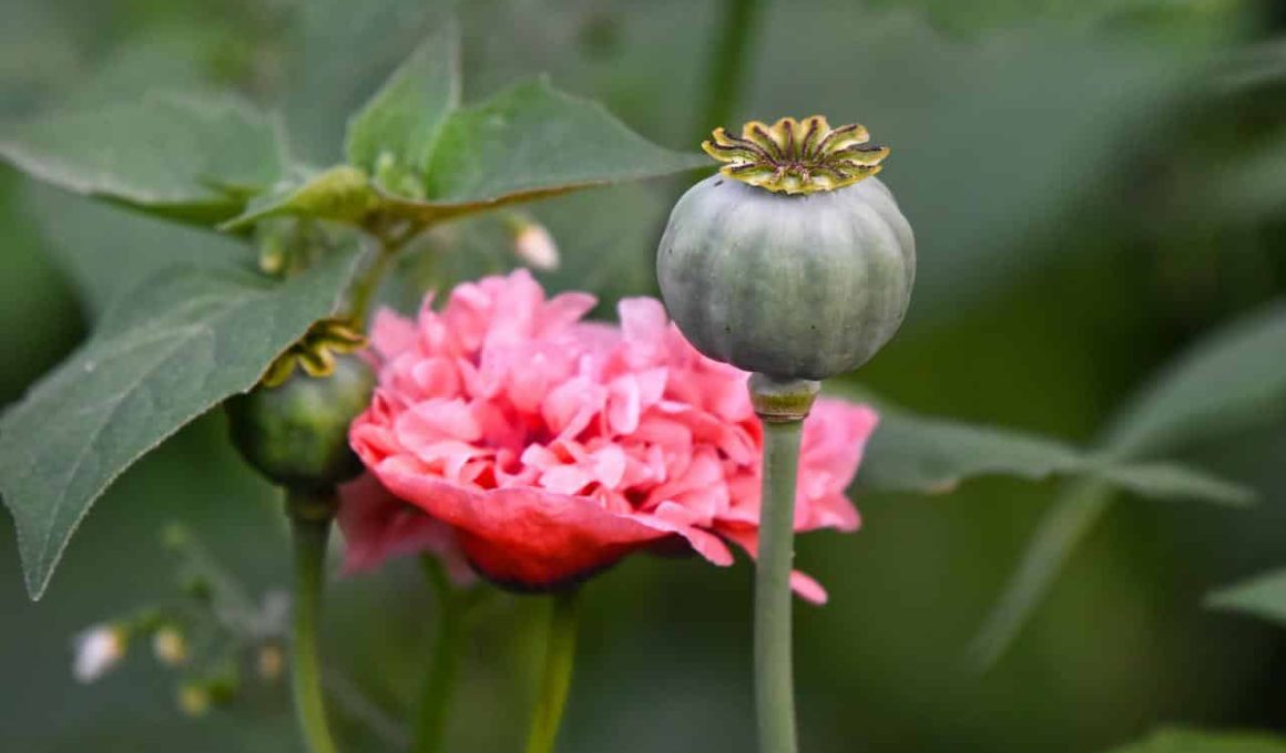 Different types of edible flowers