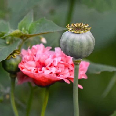 Different types of edible flowers