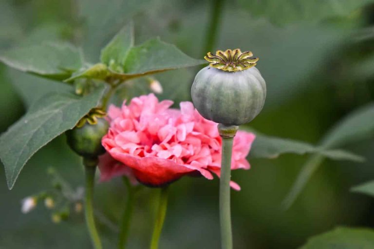 Different types of edible flowers